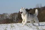 SIBERIAN HUSKY 432